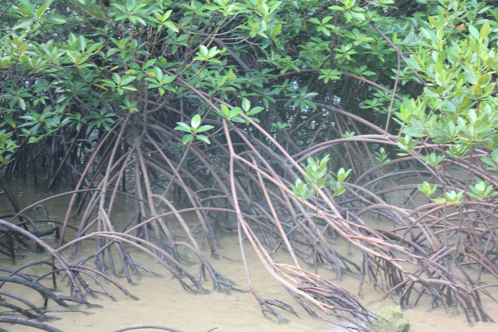 mangrove