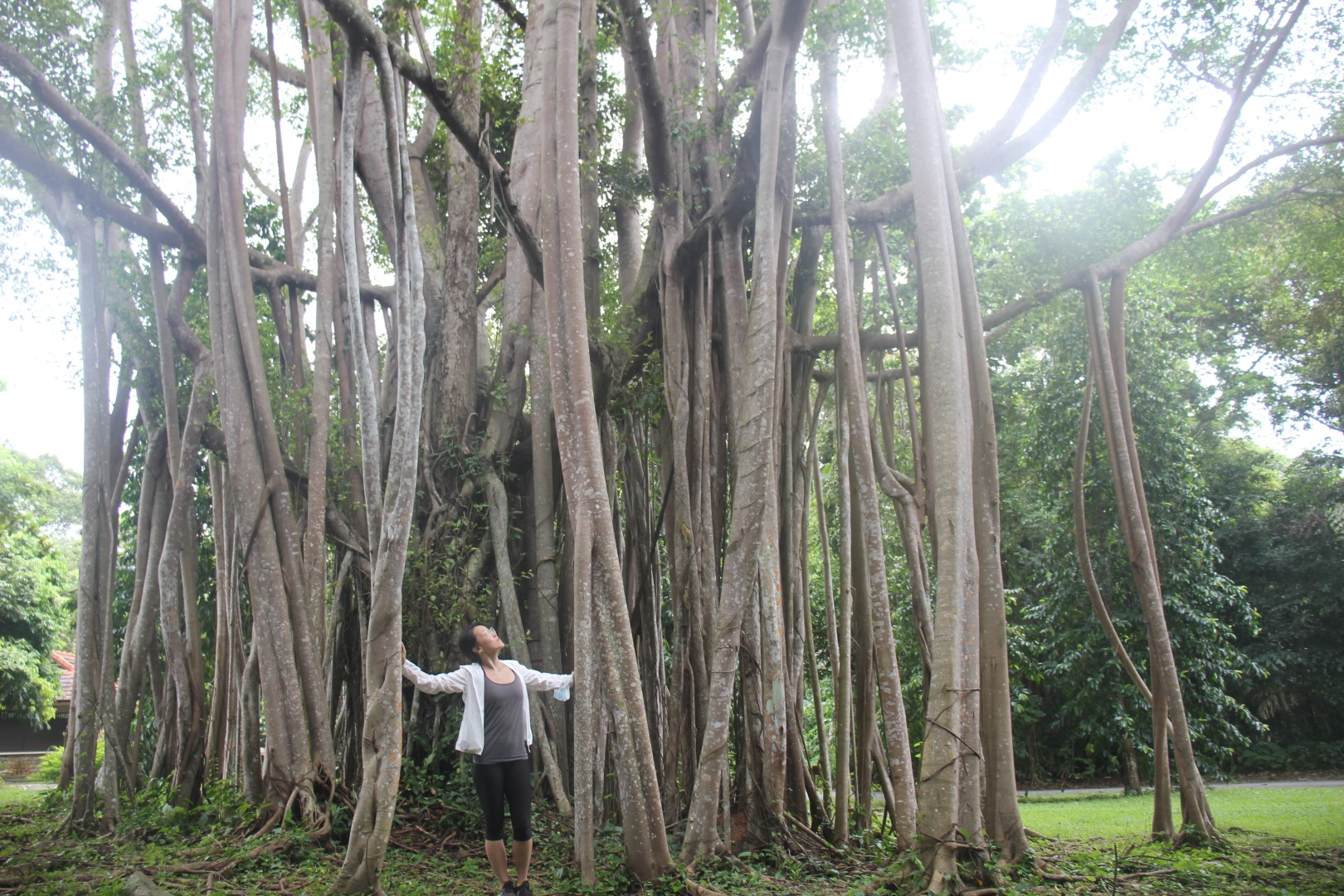 banyan